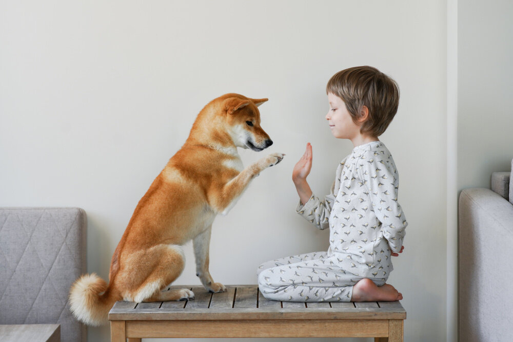 Junge mit kurzen Haaren sitzt auf Holztisch vor Fenster und spielt High Five mit seinem Hund  | © Elena Grigorovich/Moment via Getty Images
